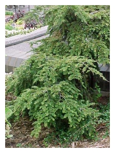 TSUGA canadensis 'Pendula'